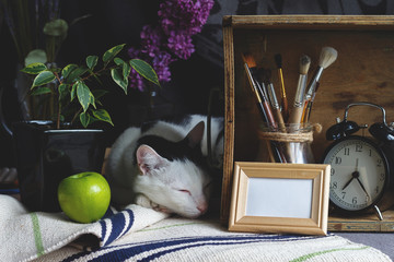 Creative mock up of card in Shabby chic style with cat. Painting concept. Stylish artist's table with brushes, wooden box, blank, clock, plant, frame, apple, lilac branch.