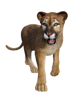 3D Rendering Big Cat Puma on White