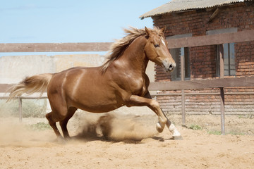Horse runs gallop in the paddock on the sand in summer	