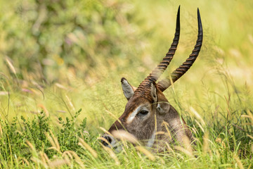 Waterbuck - Kobus ellipsiprymnus,  large antelope from African savanna, Taita Hills reserve and Tsavo National Park, Kenya. 
