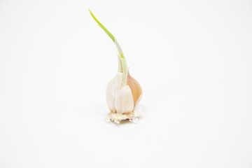 Garlic sapling on white background, Isolated.