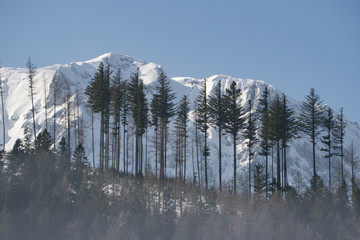 Tree silhouettes with snow covered mountains in the background