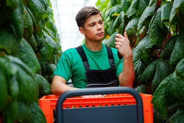 Man working in a greenhouse.