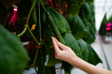 Cucumber farm inside modern greenhouse.