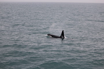 whale watching- orca / killer whale in iceland