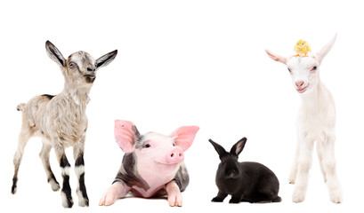 Group of funny farm animals together, isolated on white background