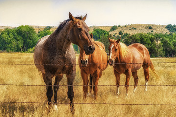 Three Horses by Fence