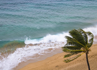 Waves Break on Windy Beach with Palm Tree