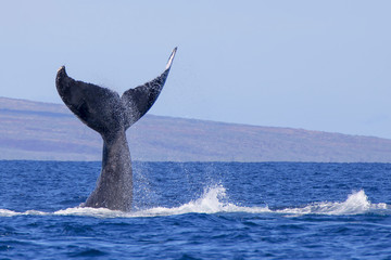 Humpback Whale Tail Emerges Straight Up From Ocean - 195190634