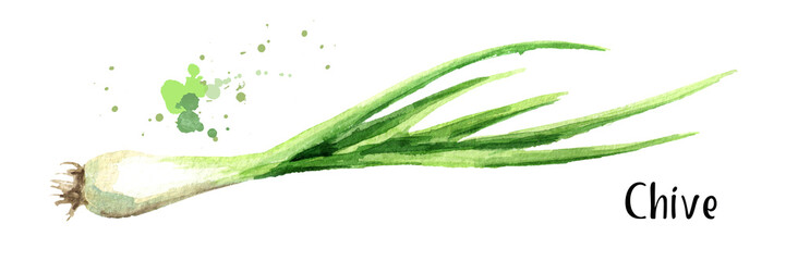 Chive. Watercolor hand drawn illustration, isolated on white background