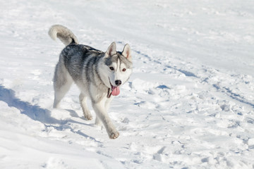 Cute husky dog on snow