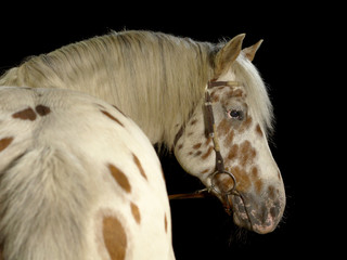 Fototapeta na wymiar Weißes Pferd mit braunen Punkten im Fotostudio vor schwarzem Hintergrund. Aufgenommen von hinten mit Blick zur Seite.