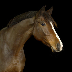 Fototapeta na wymiar Braunes Pferd mit langer weißer Blässe im Fotostudio ohne Zaumzeug vor schwarzem Hintergrund.