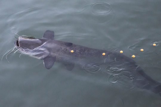Gigantische Welse in Fluss 