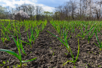 First spring sprouts.