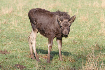 Elchkalb