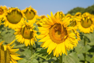 Fototapeta premium traumhafte gleichmäßige und große Sonnenblumen auf mediterranem Sonnenblumenfeld