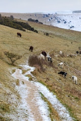 Cows in the Sussex Countryside © lemanieh