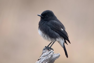 Pied Bushchat in Bharatpur