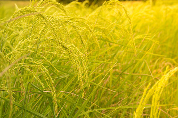 Golden rice plant in field