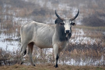 Naklejka na ściany i meble Majestic bull in the marshes of Bharatpur