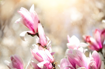 Blooming magnolia tree in the spring sun rays. Selective focus. Copy space. Easter, blossom spring, sunny woman day concept. Pink purple magnolia flowers.