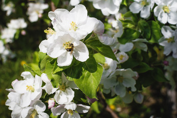 Fototapeta premium Blooming apple tree.