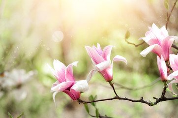 Blooming magnolia tree in the spring sun rays. Selective focus. Copy space. Easter, blossom spring,...