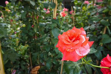 Beautiful roses in the garden