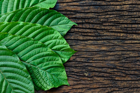Kratom or Mitragyna speciosa leaves isolated on the wood background, top view
