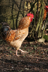 glücklicher Hahn