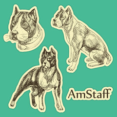 American Staffordshire Terrier dog - hand drawn vector illustration. Set of sticker