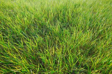 Green Grass Field