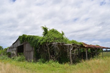 Old abandoned shack in the country, overgrown with foliage