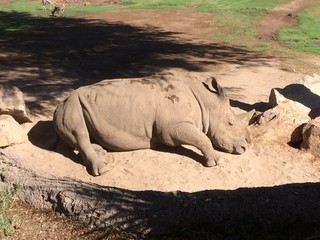 Lying Rhino Tucson