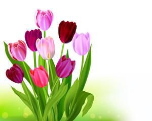Bouquet Tulip spring banner
