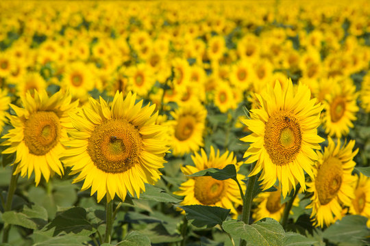 traumhafte gleichmäßige und große Sonnenblumen auf mediterranem Sonnenblumenfeld