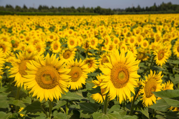Obraz premium traumhafte gleichmäßige und große Sonnenblumen auf mediterranem Sonnenblumenfeld