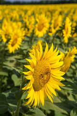 traumhafte gleichmäßige und große Sonnenblumen auf mediterranem Sonnenblumenfeld