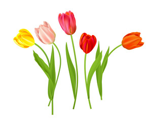 Isolated tulips flowers
