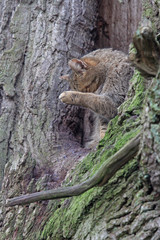 Wildkatze putzt sich