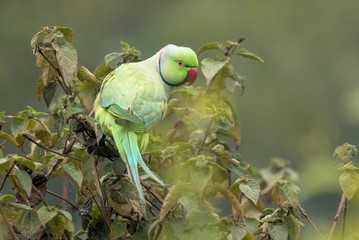 Fototapeta premium Rose-ringed Parakeet at Bharatpur