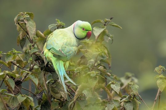 Rose-ringed Parakeet at Bharatpur