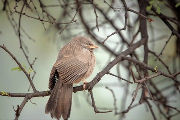 Fototapeta premium Jungle Babbler at Bharatpur