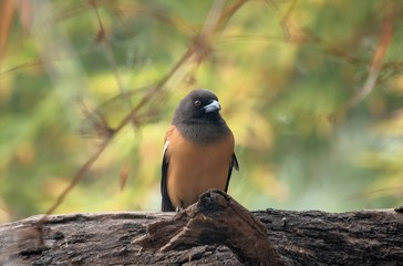 Fototapeta premium Rufous treepie perched on a branch in Bharatpur