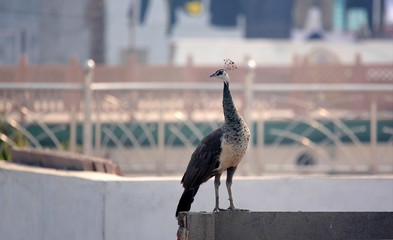 Fototapeta premium Peafowl on rooftop at Bharatpur