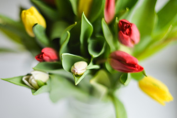Tulip. bouquet of multicolored tulips on a light background