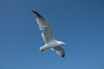 Obraz premium Seagull