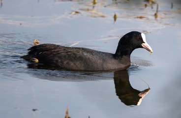 Common Coot