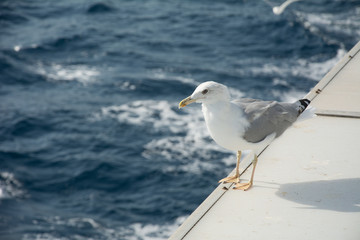 Seagull